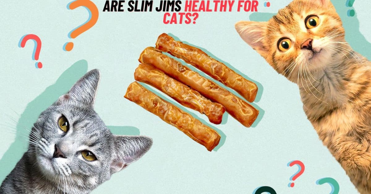 Are Slim Jims Healthy For Cats?