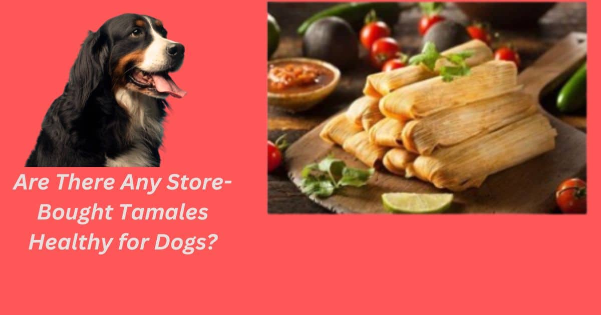 Are There Any Store-Bought Tamales Healthy for Dogs?