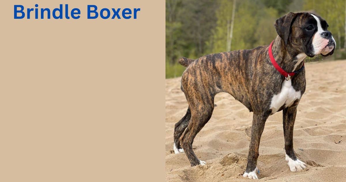 Brindle Boxer