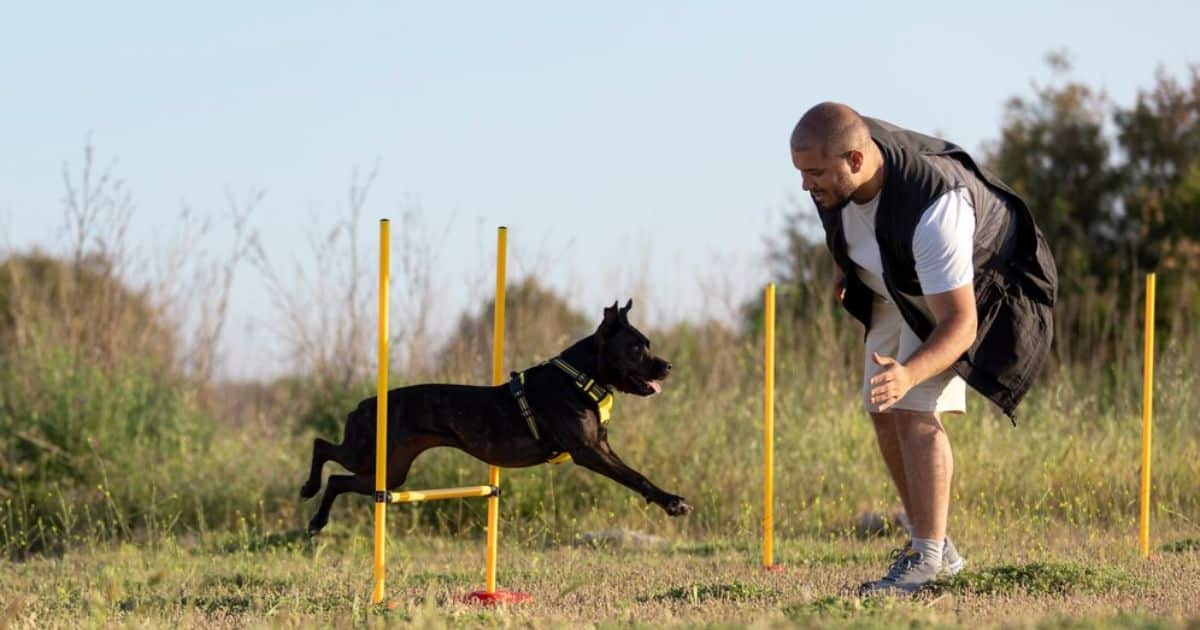 Can A Cattle Dog Get Too Much Exercise?