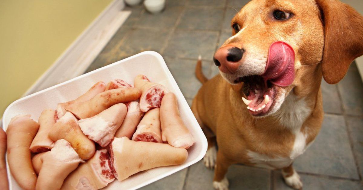 Can Dogs Eat Plain Beef?