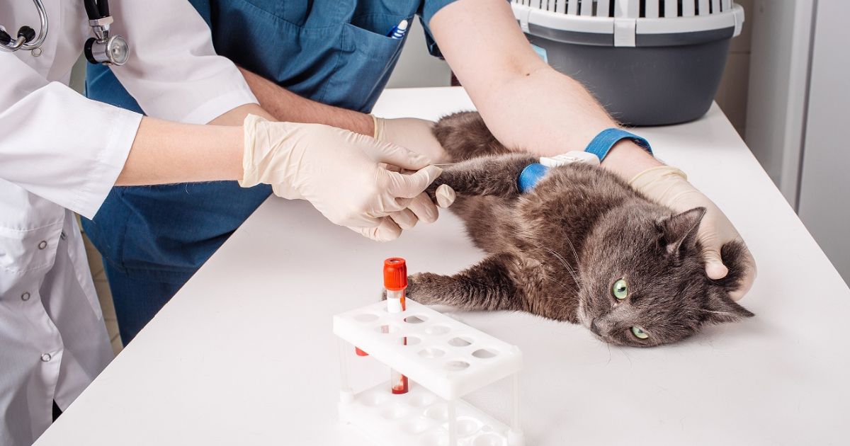 Cat Blood Test Cost Vets4Pets