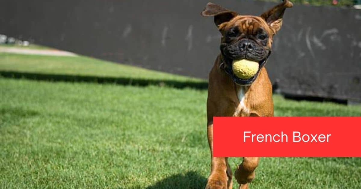 French Boxer