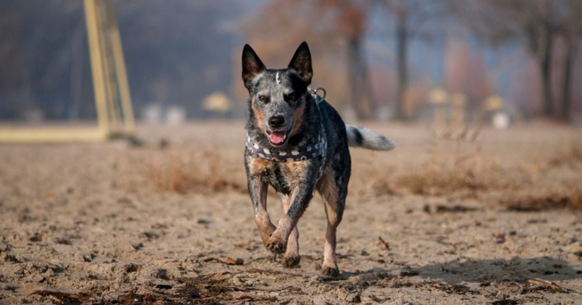 How Quickly Can Australian Cattle Dogs Run? Assessing Their Impressive Speed