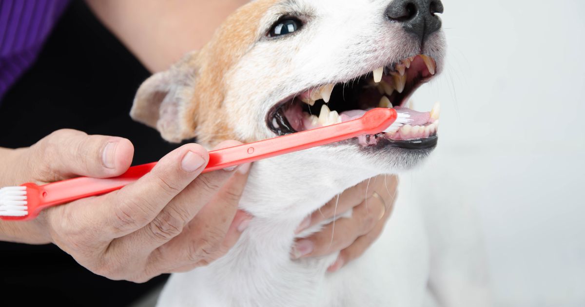 Is It Normal For Dogs Gums To Bleed When Brushing Teeth