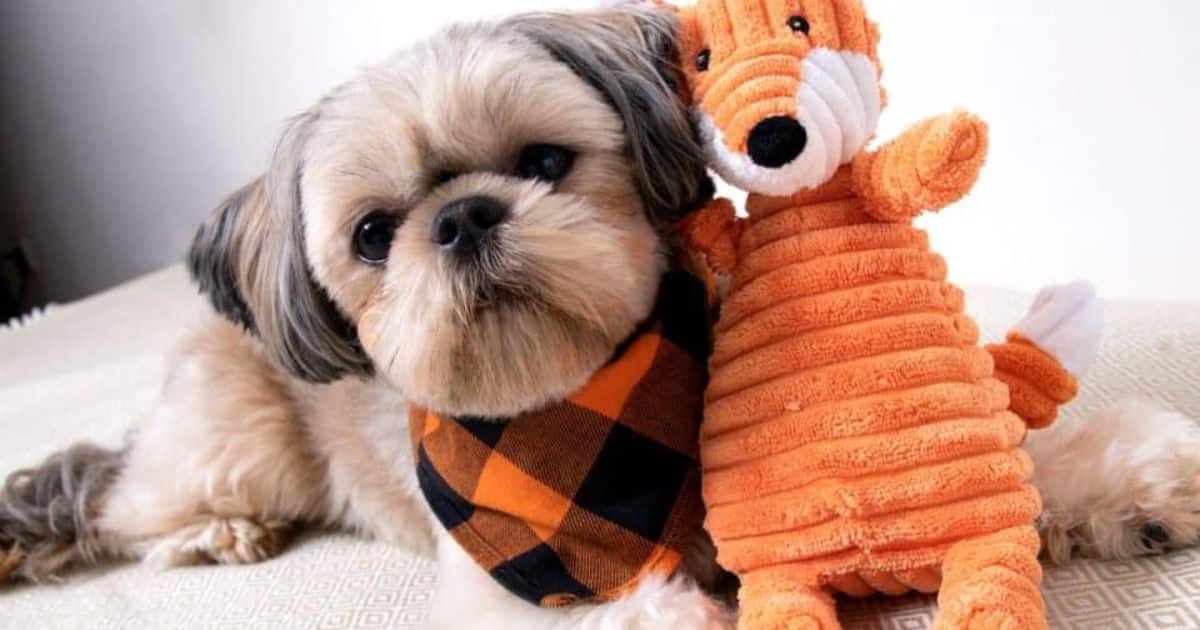 Psychological Benefits Of Lamb Chop Toys dog