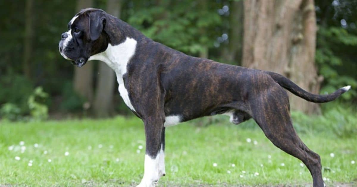 Reverse Brindle Boxer