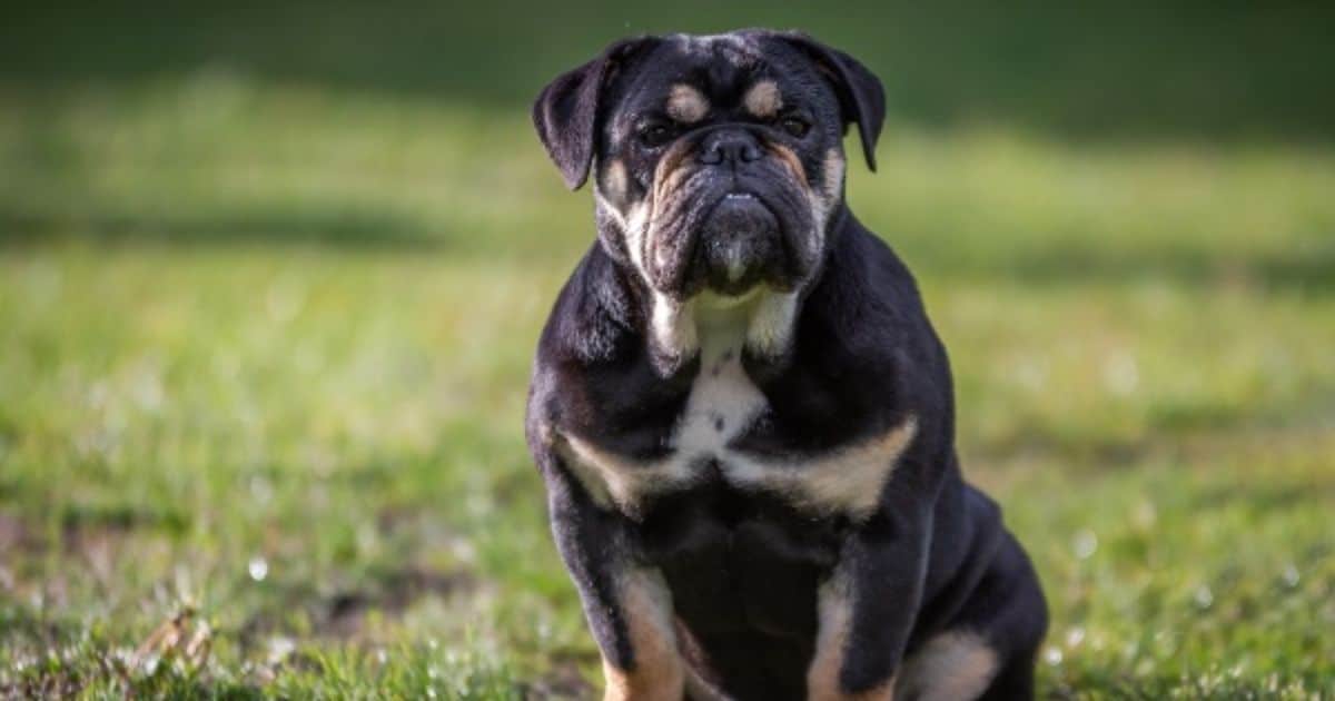 Victorian Bulldog