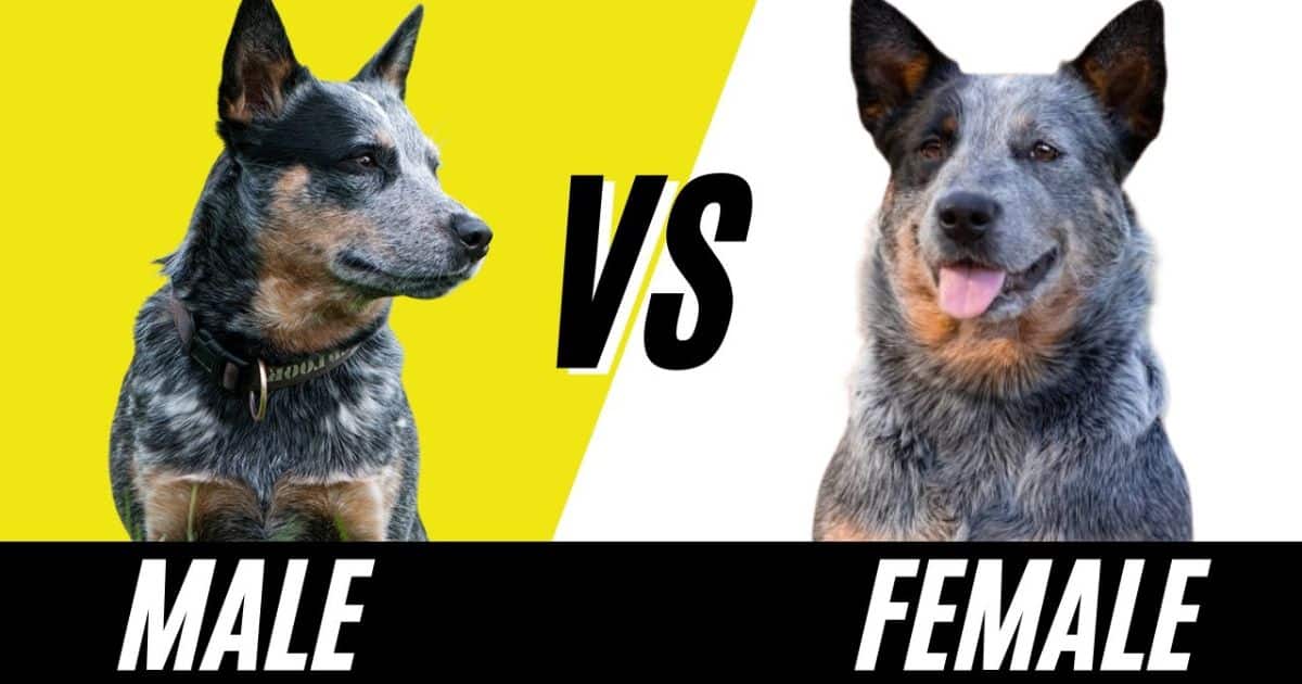 What Is The Average Running Speed Of A Male And Female Cattle Dog?