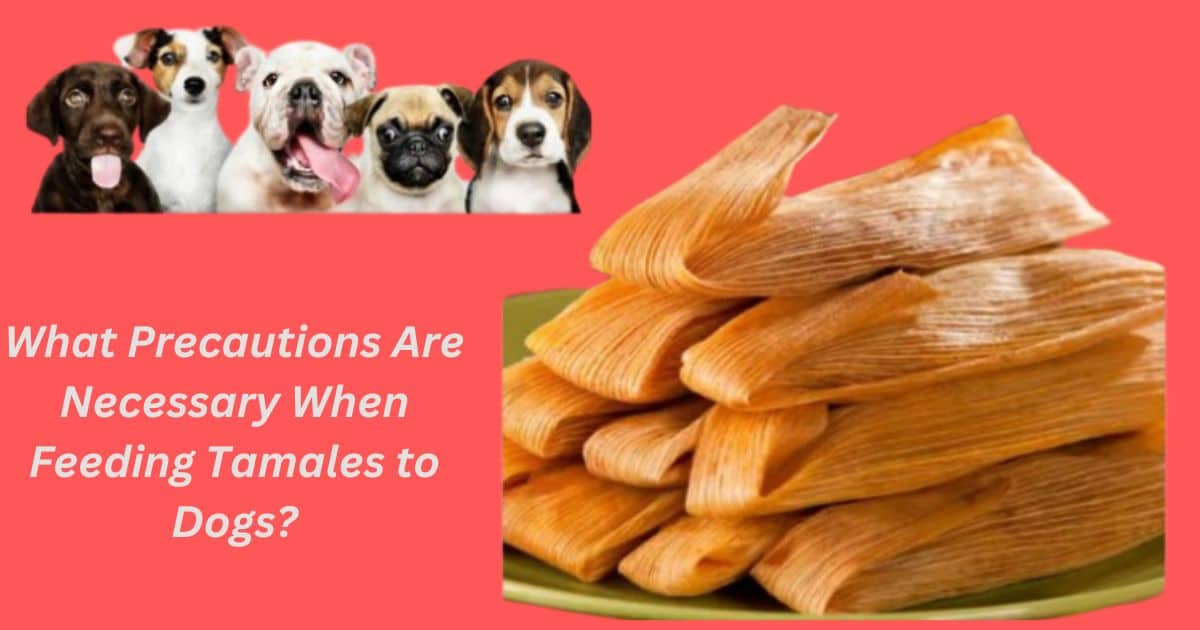 What Precautions Are Necessary When Feeding Tamales to Dogs?