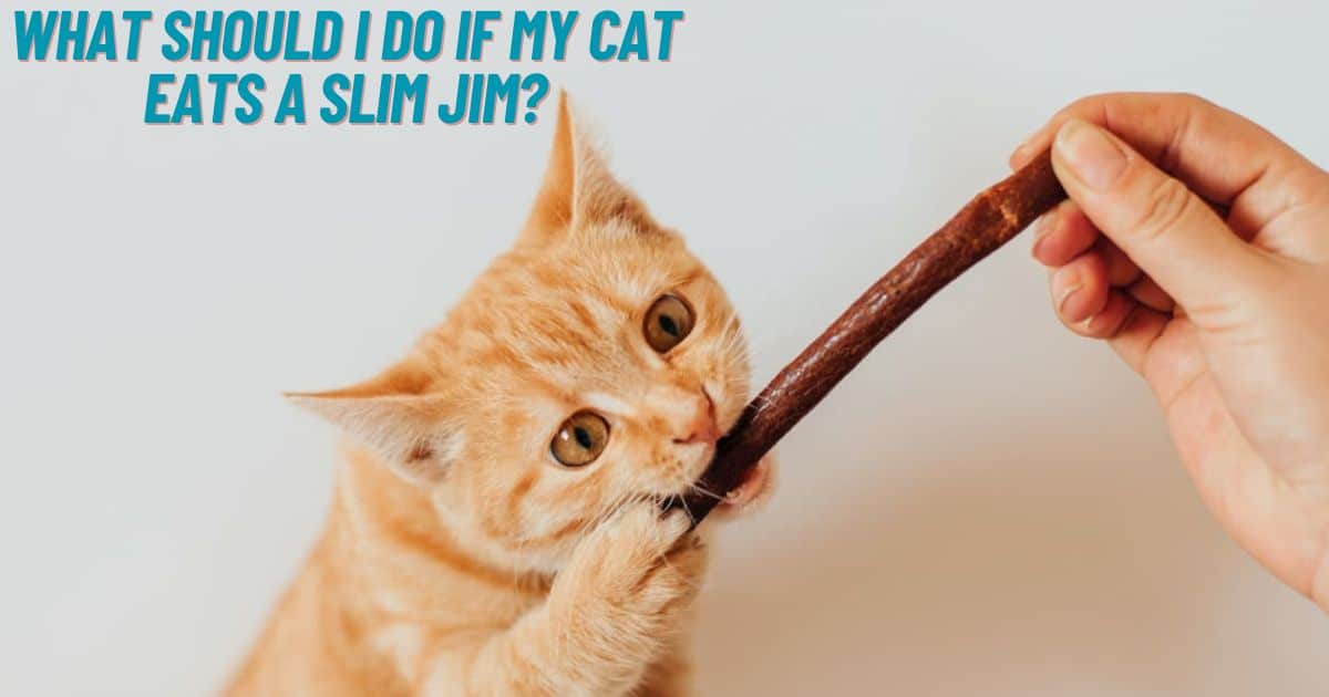 What Should I Do If My Cat Eats A Slim Jim?