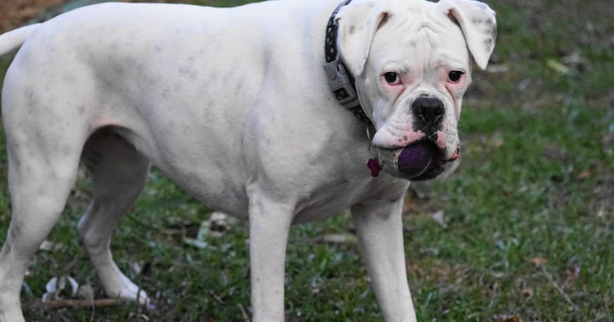 White Boxer