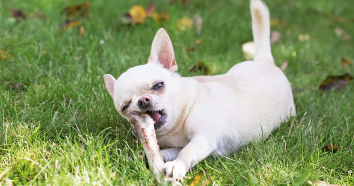 Can Dogs Eat Ham Bone Marrow? 