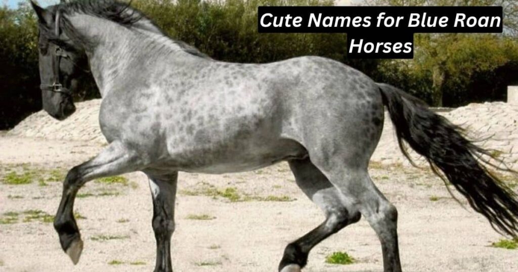Cute Names for Blue Roan Horses