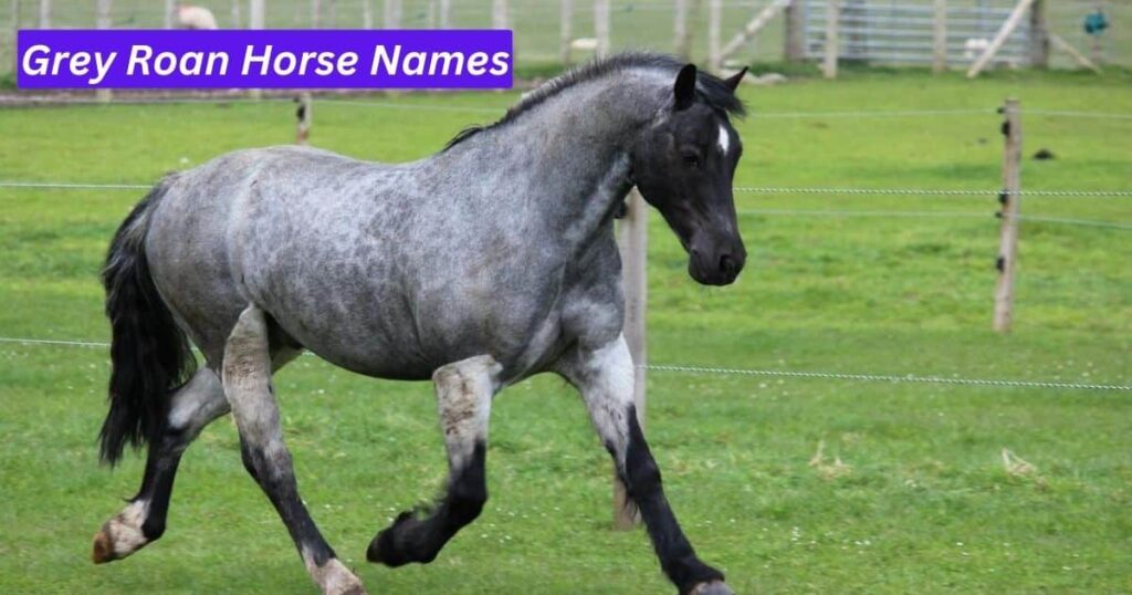 Grey Roan Horse Names