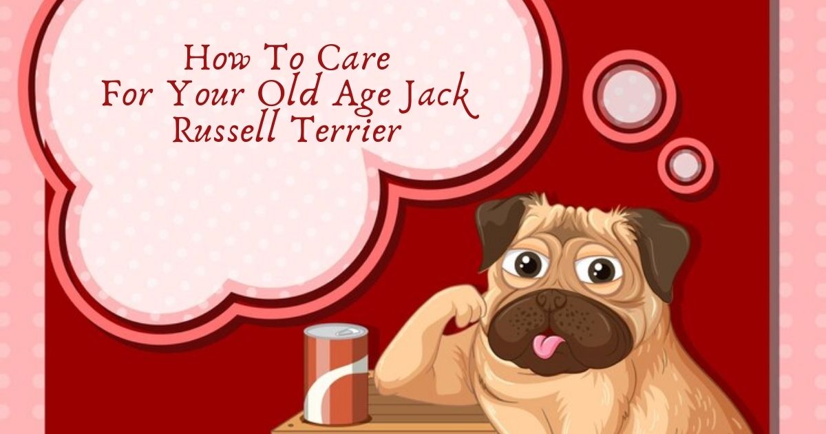 How To Care For Your Old Age Jack Russell Terrier