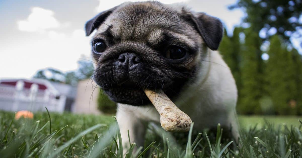 To Bone or Not to Bone? Dog Diet Dilemmas 