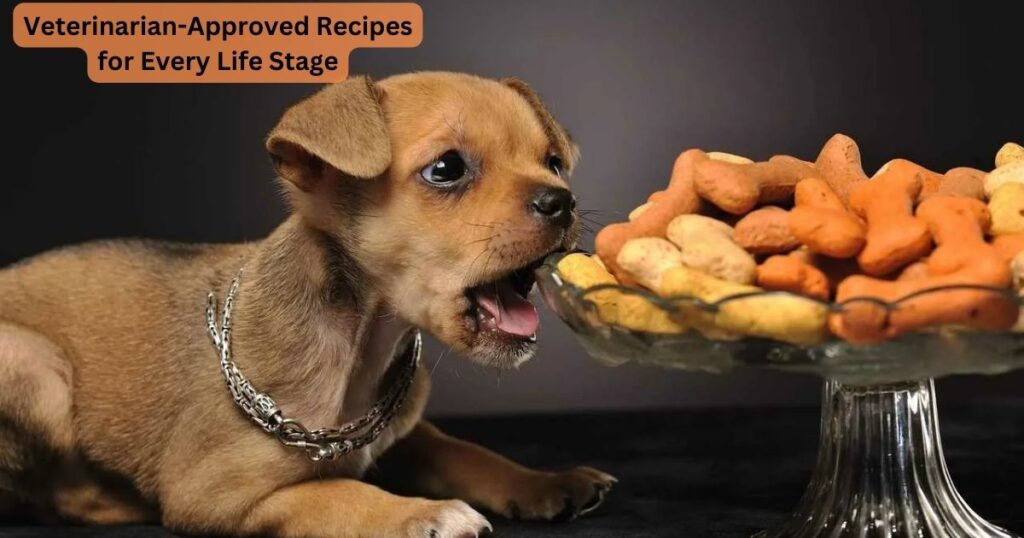 Veterinarian-Approved Recipes for Every Life Stage