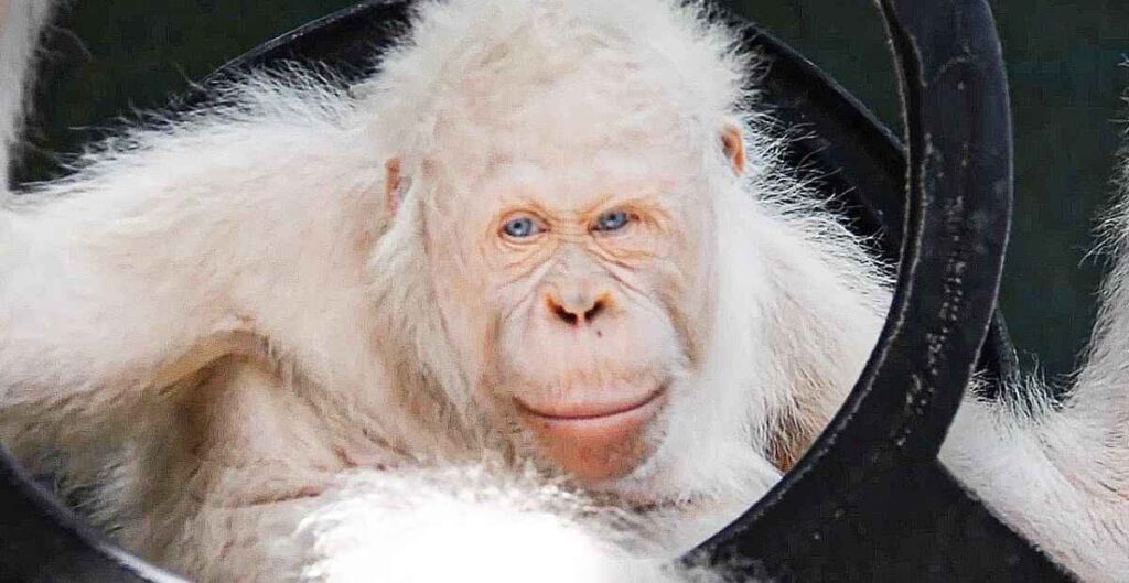 Albino Monkey Sightings in Africa