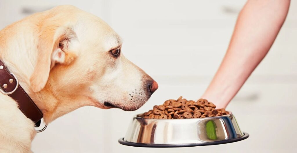 Feeding Guidelines: Number of Cups of Dry Food per Your Dog's Weight