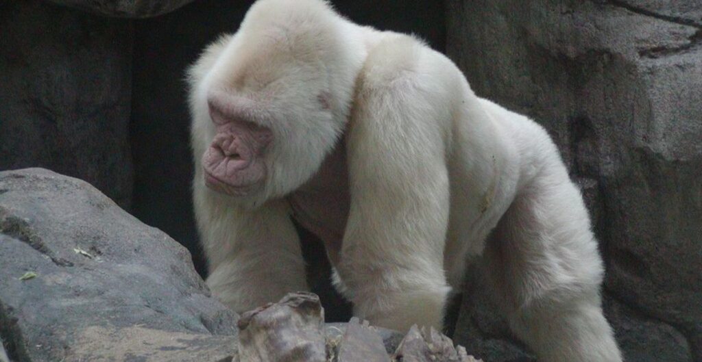 History of Albino Monkeys