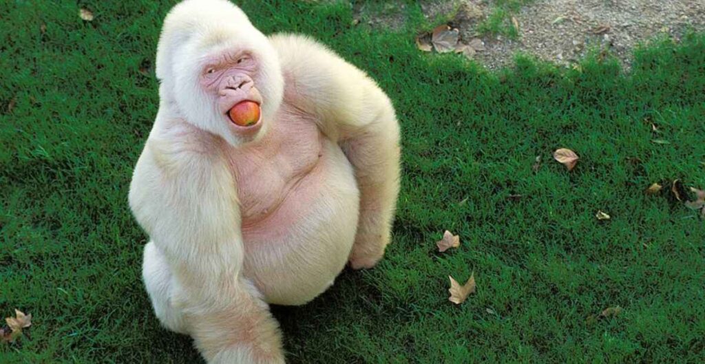 Albino Monkey: worth, Facts and More | albino monkeys