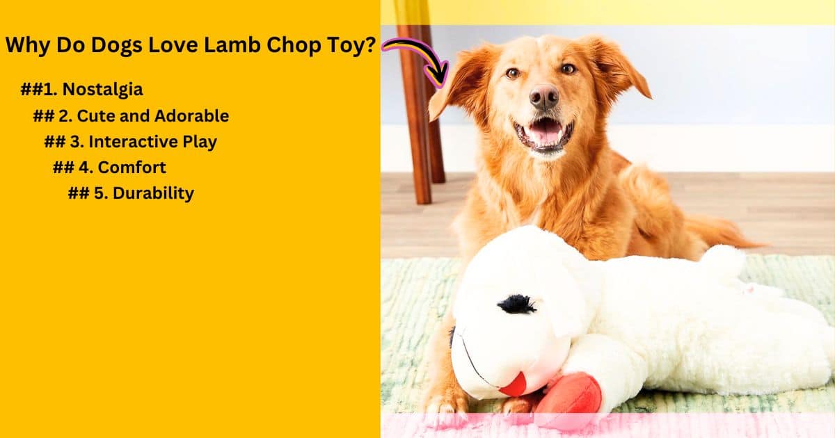 Why Do Dogs Love Lamb Chop Toy?