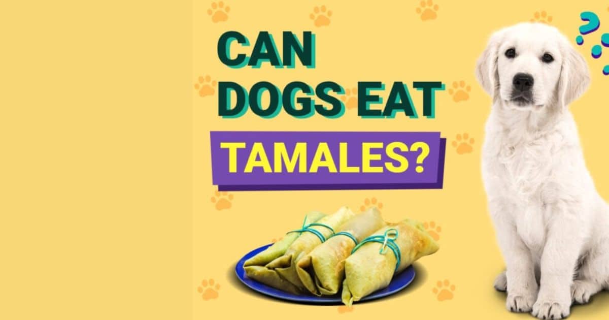 Can Dogs Eat Tamales? Are They Good or Bad for Your Dog?