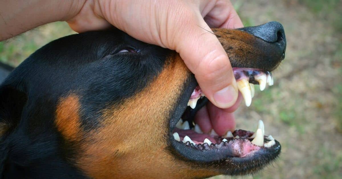 Dogs Gums Bleeding When Chewing Bone?