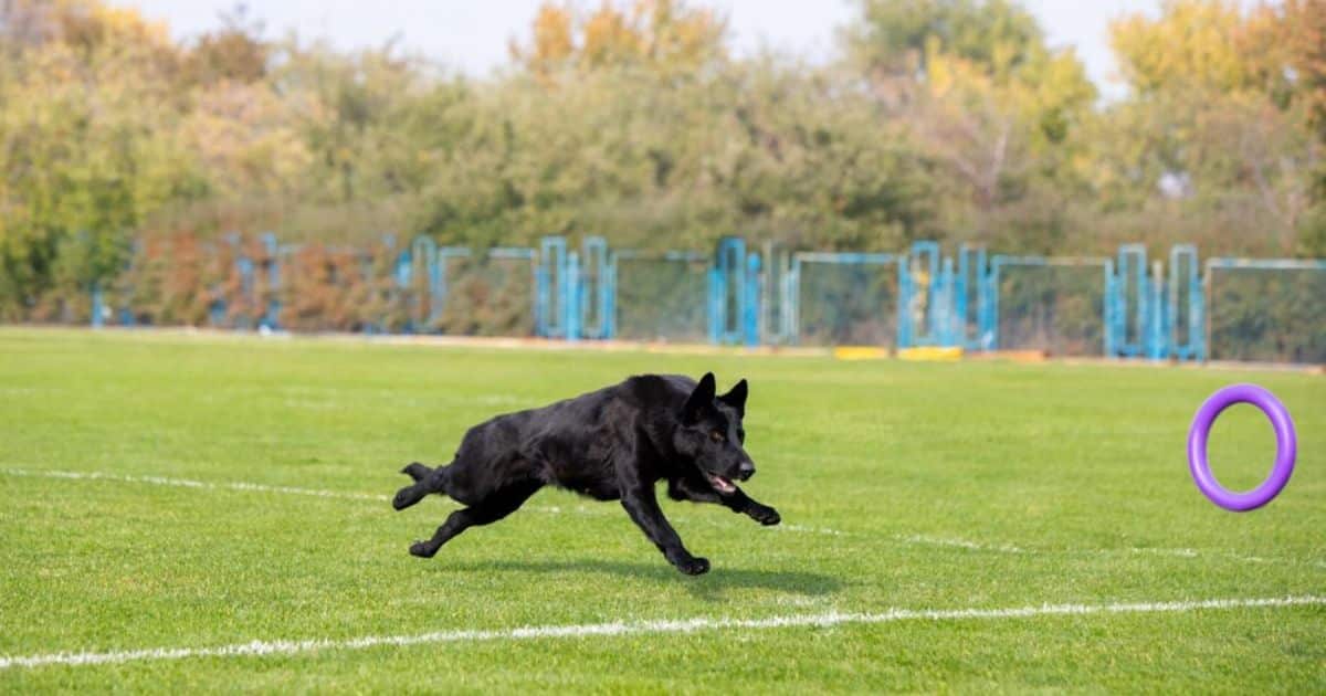 How Fast Can Cattle Dogs Run?