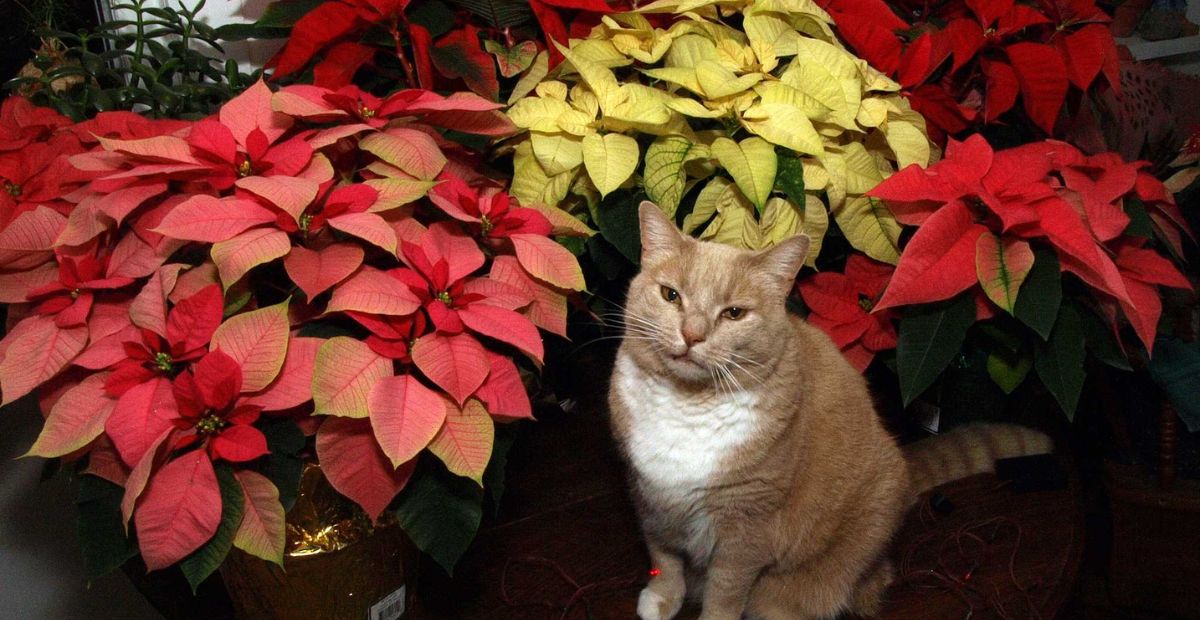 Are Poinsettias Really Poisonous to Cats?