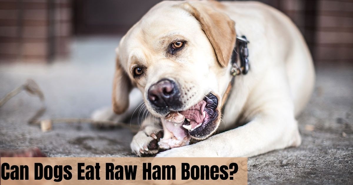 Can Dogs Eat Raw Ham Bones?