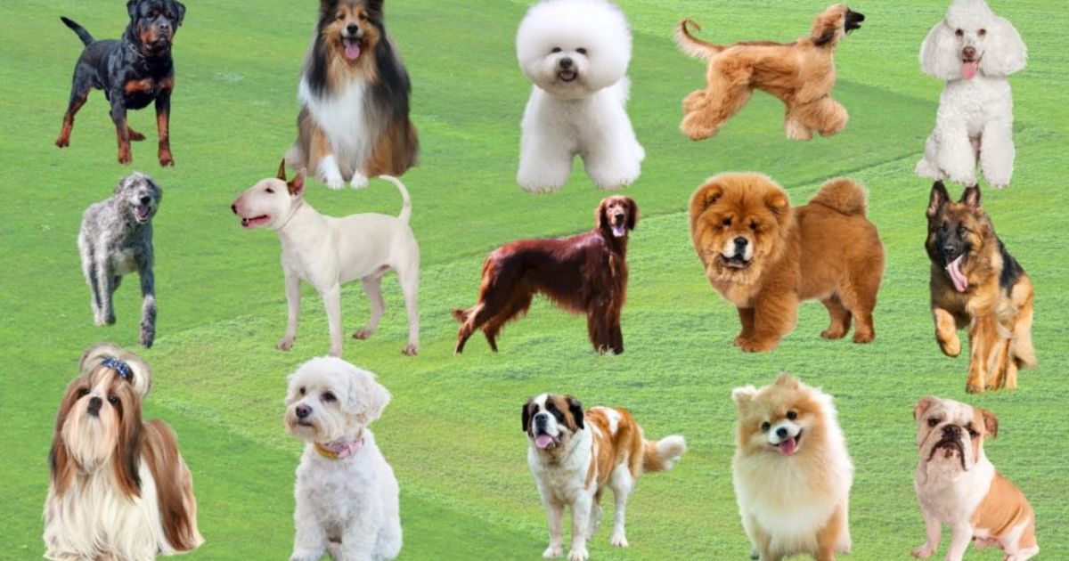 Top 100 Unique Male Dog Names