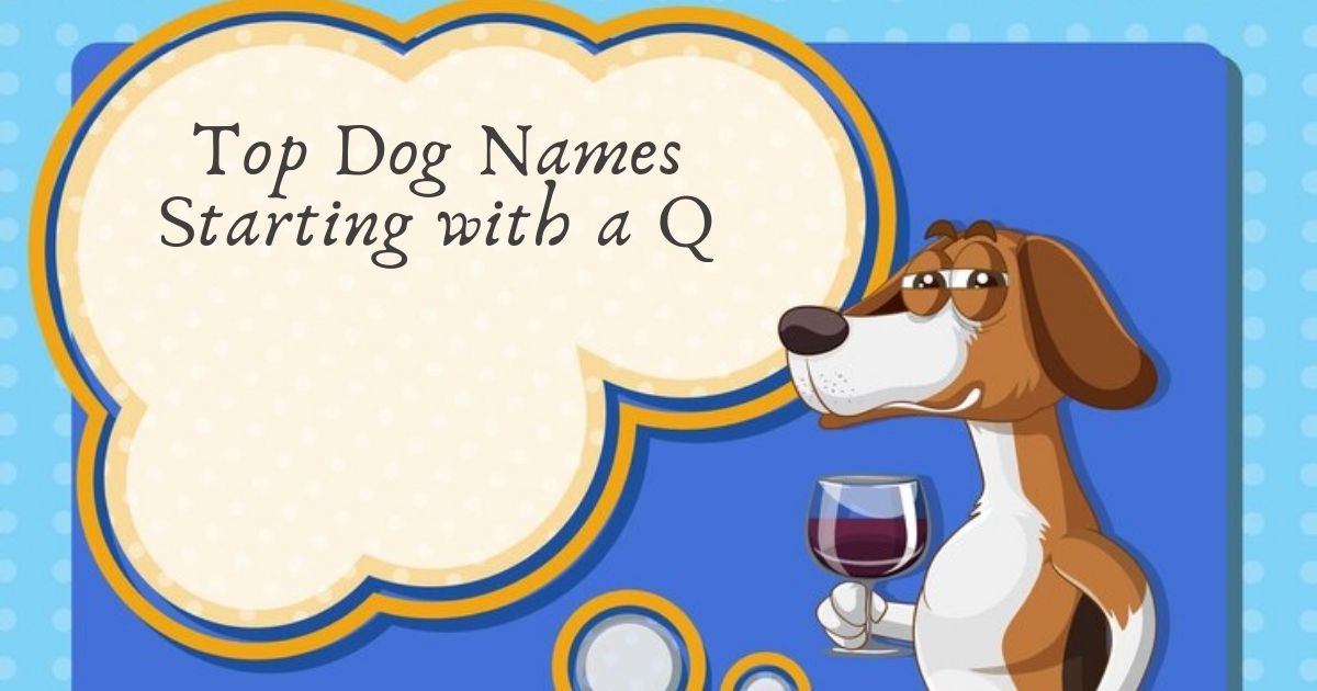 Top Dog Names Starting with a Q and Their Meanings