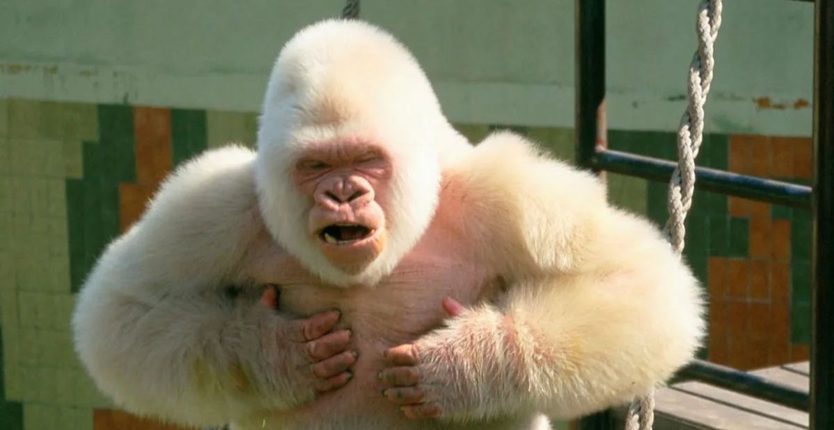 Albino Monkey: worth, Facts and More | albino monkeys